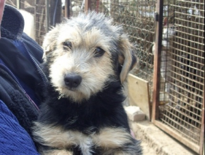 Állati farsangi buli