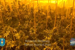 Kétszázmillió forint értékű marihuánát foglalt le a rendőrség